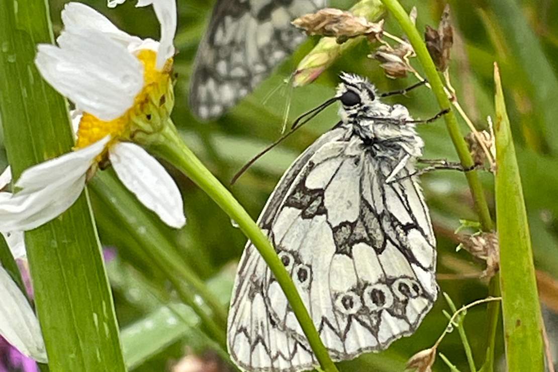 Schmetterling auf Blütenstängel
