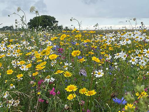 Blumenwiese