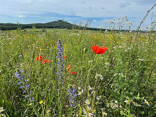 Wiese mit Blumen