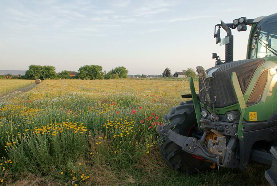 Blühfläche mit Traktor